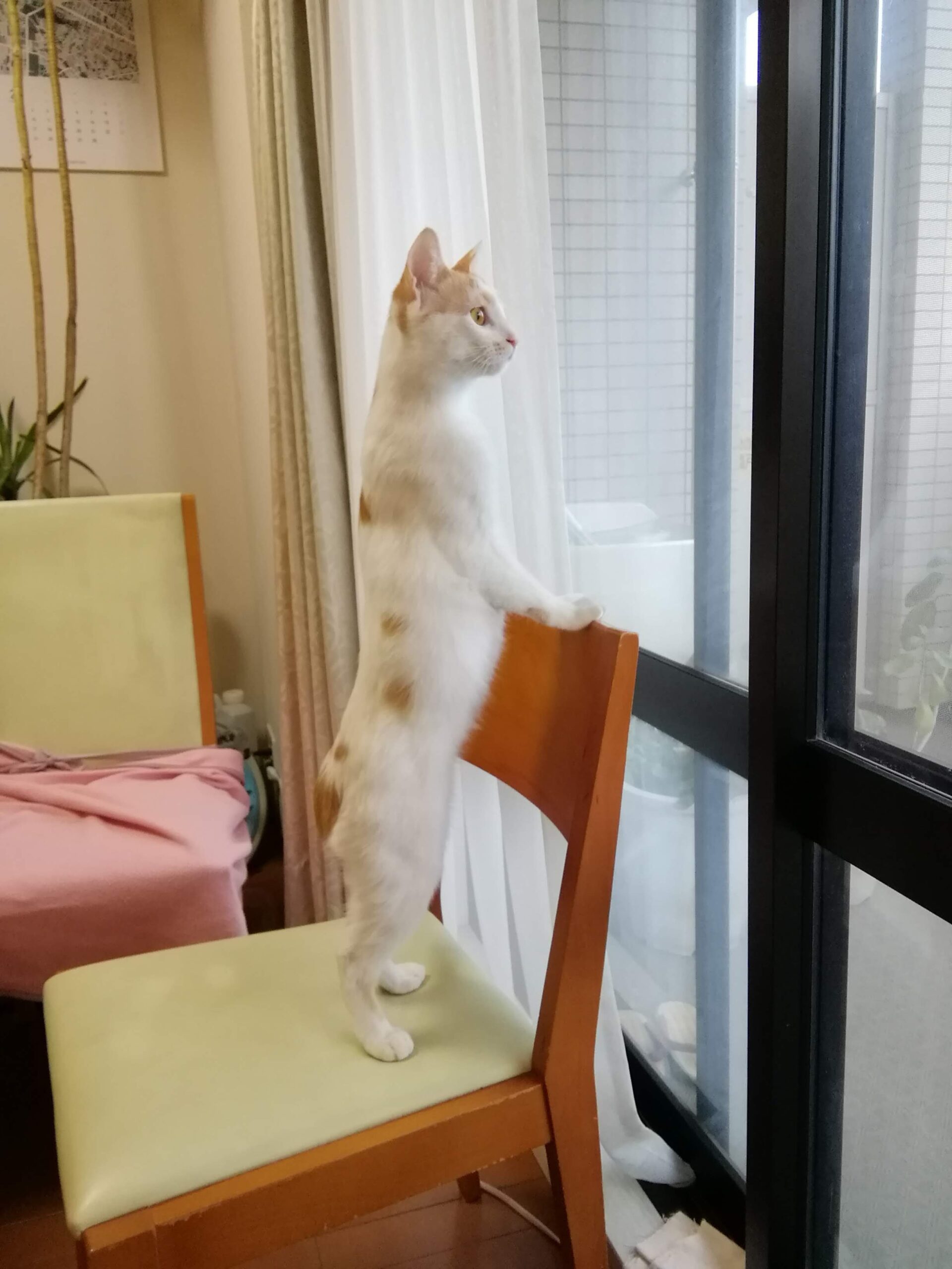 天 ミックス 3歳 ♂