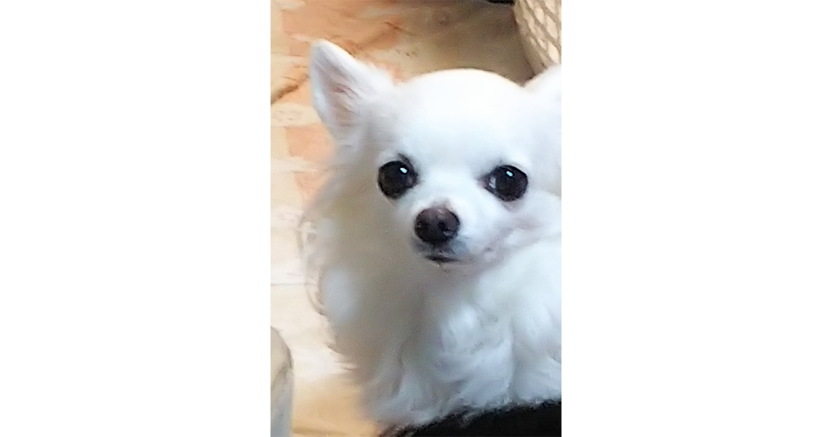 ちくわ チワワ 7歳
