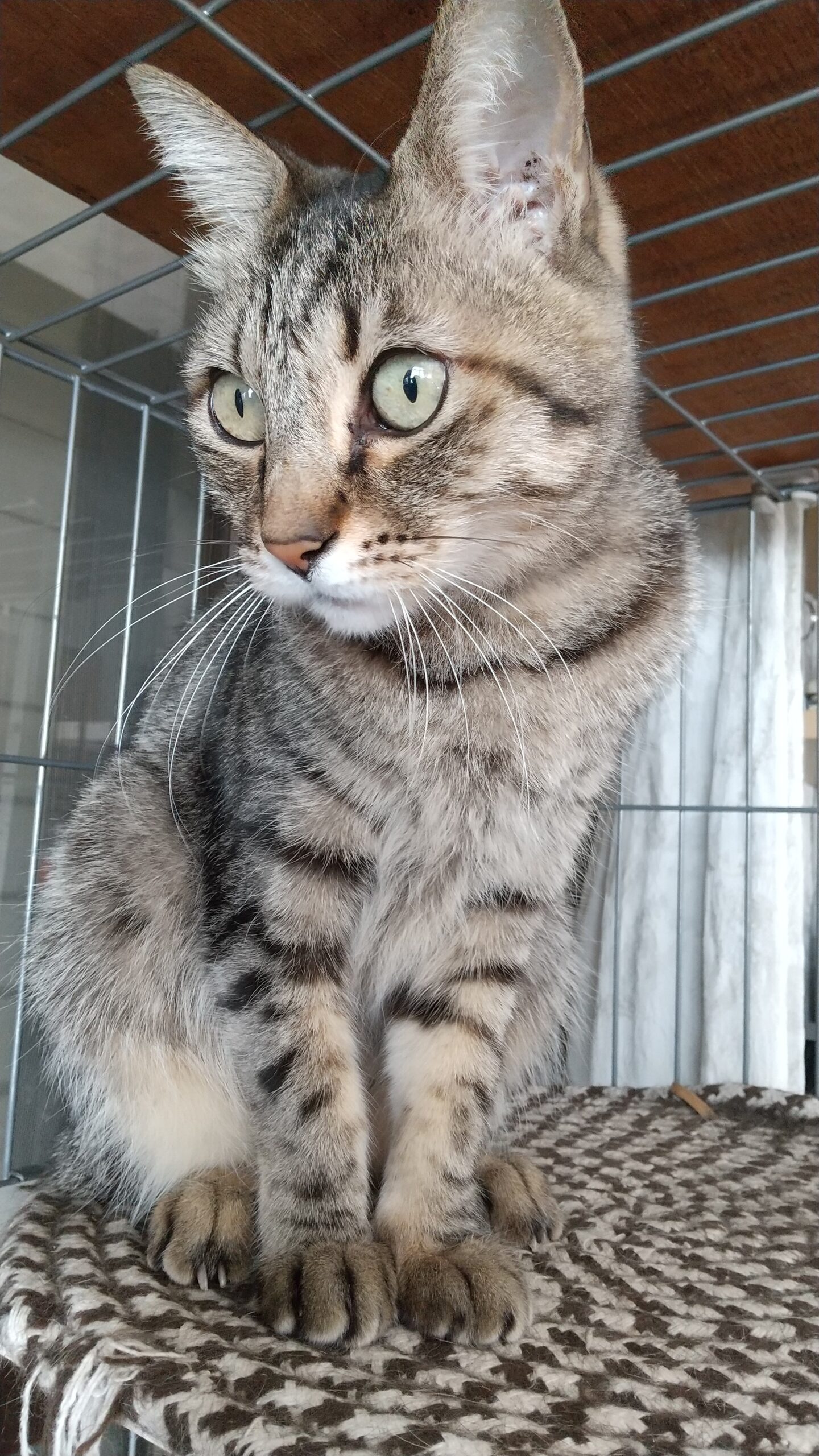 しゅんた ミックス 11歳 ♂