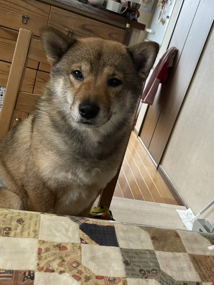 りきゅう 柴犬 2歳
