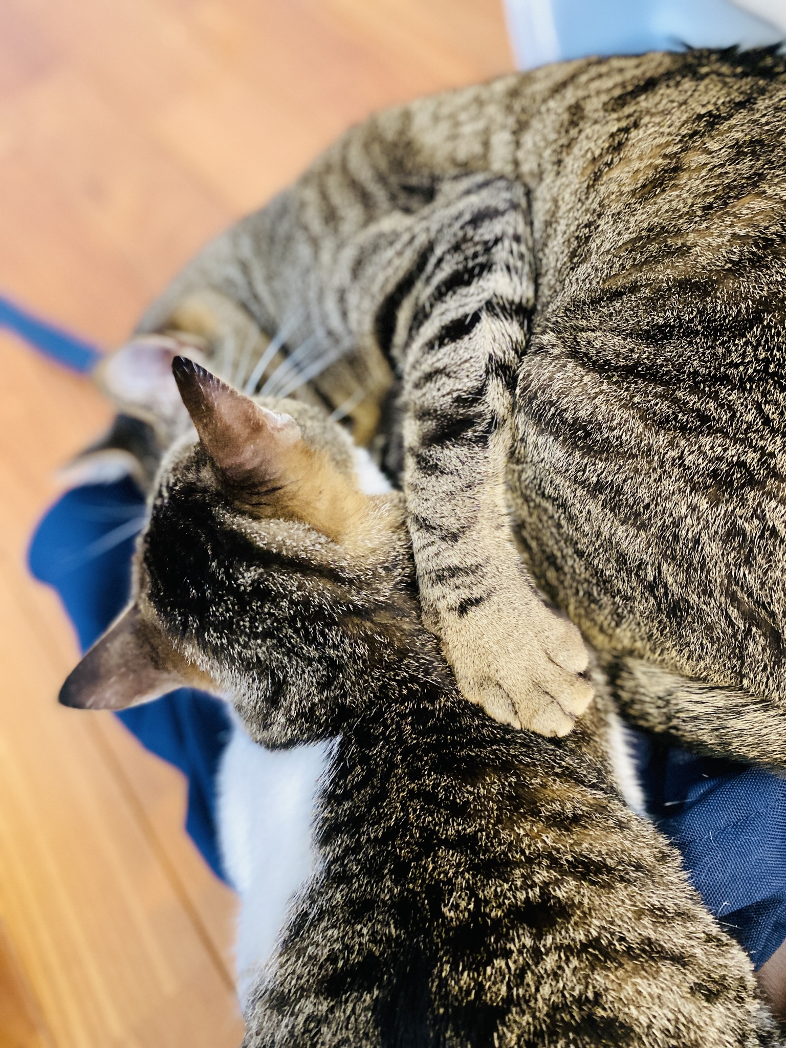 チャム しばとら 2歳