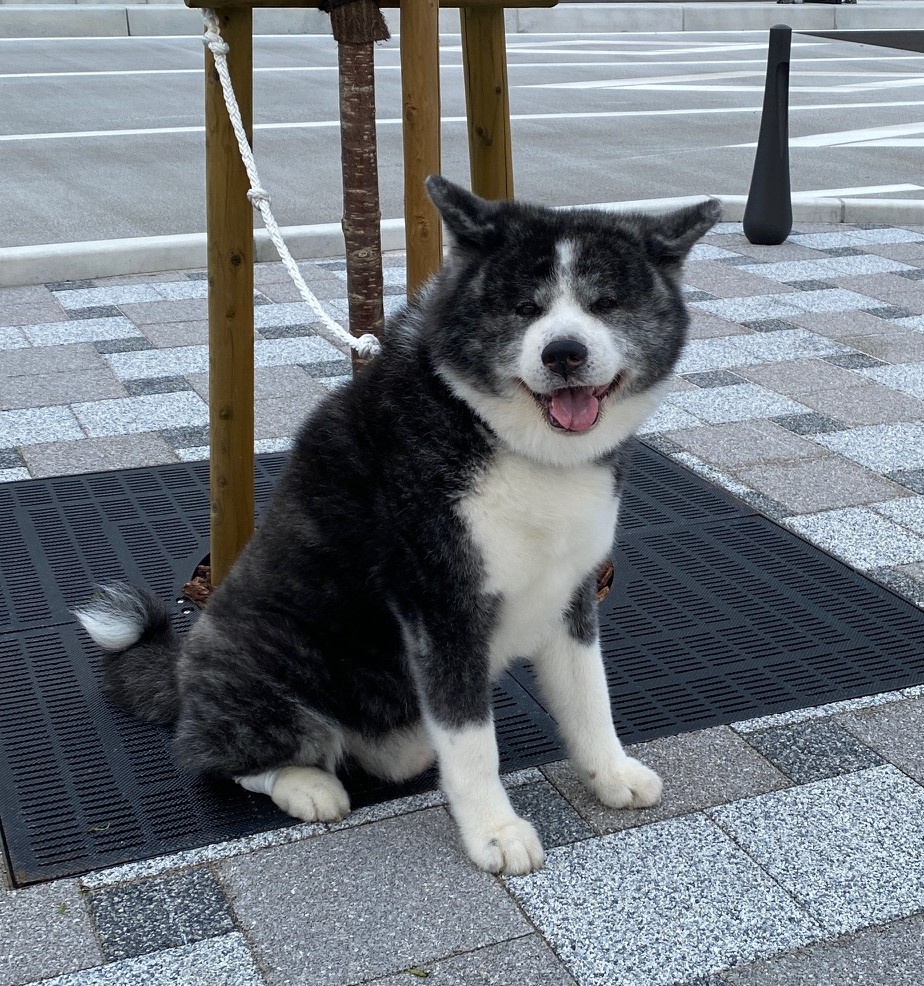 むぐ 秋田犬 10歳 ♂