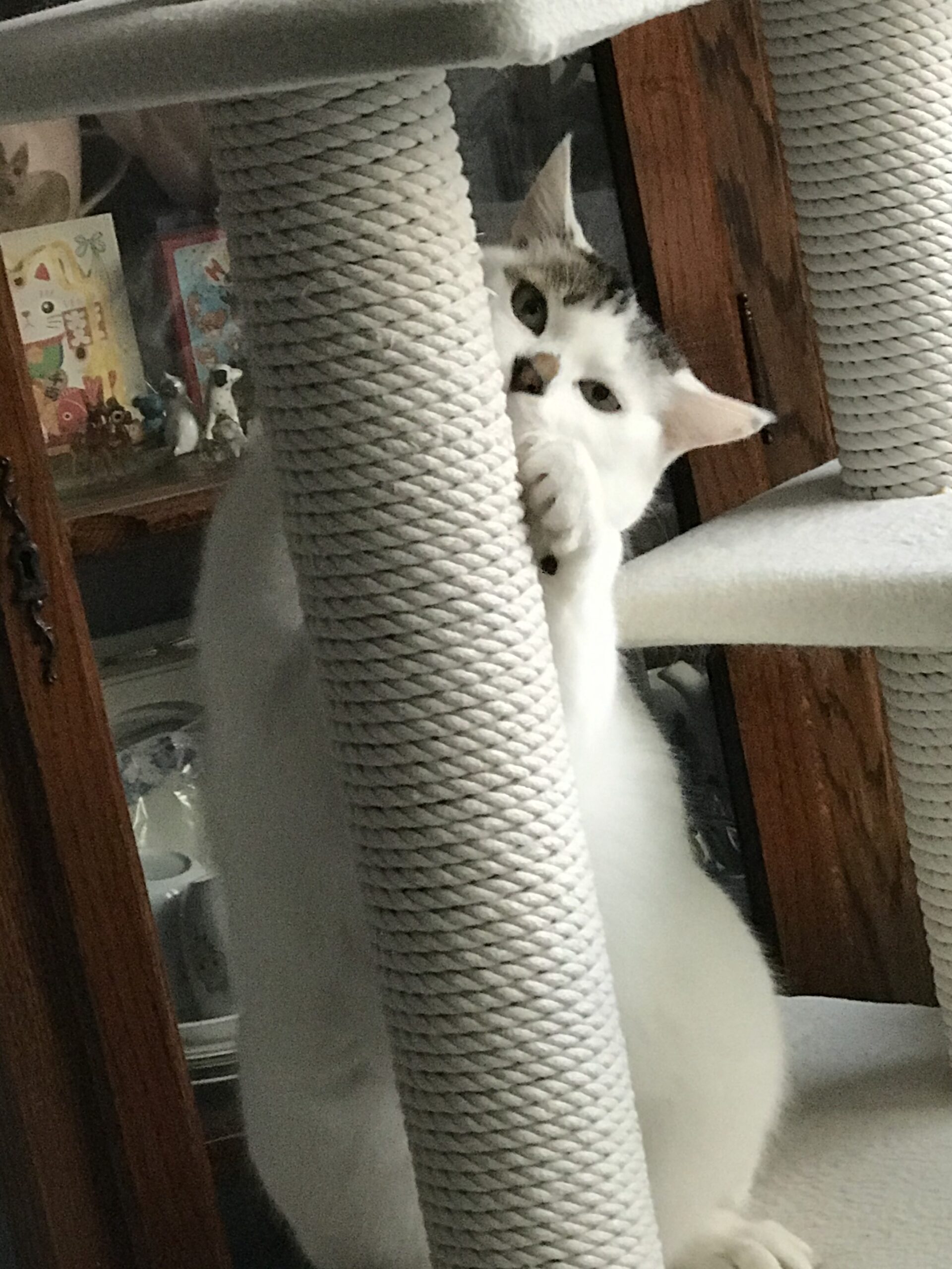 ぴよ 9歳